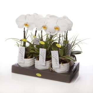 Орхидея фаленопсис синголо в керамике