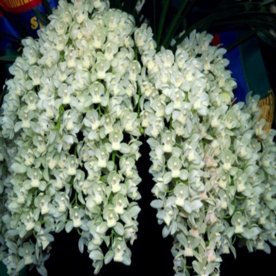 ������� ��������� ���� ����� ��� ������