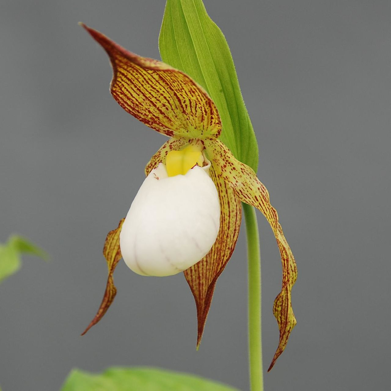 ������� ����������� ������