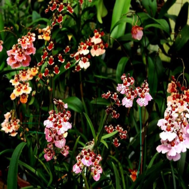 ������� �������� ������ ������� �����