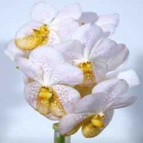 Орхидея ванда тумтим вельвет