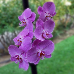 Орхидея фаленопсис лиловый