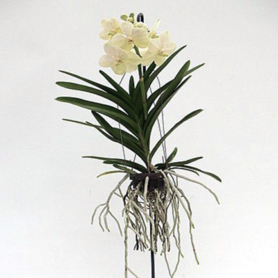 Орхидея Ванда белая (подвесная)