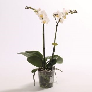 Орхидея фаленопсис сноуклод
