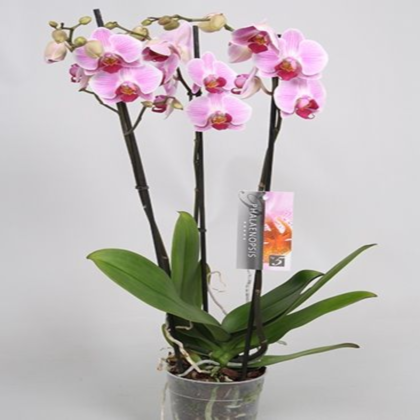 Орхидея фаленопсис розовый