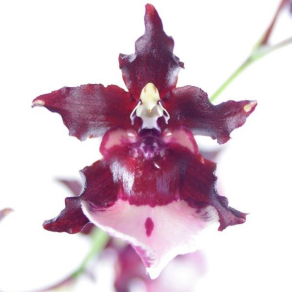 Орхидея камбрия элегант