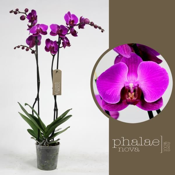 Орхидея фаленопсис дуэтто