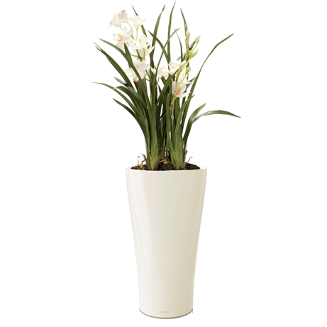 Орхидея Цимбидиум + DELTA 30
