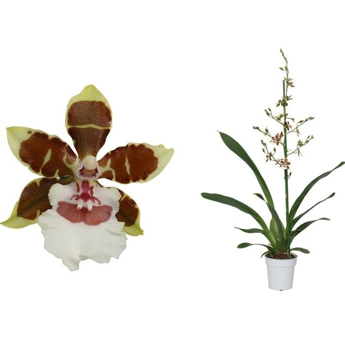 Орхидея Камбрия джангл монарх  каскад