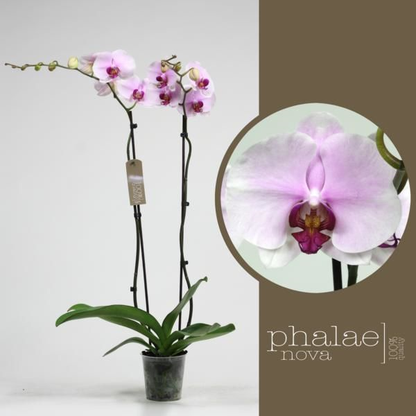 Орхидея фаленопсис пинк маунтайн