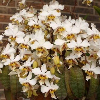 ������� ���������� ���������� ������