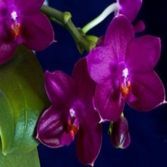 ������� ���������� ����� ����