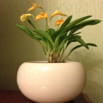 ������� ����������� ��������