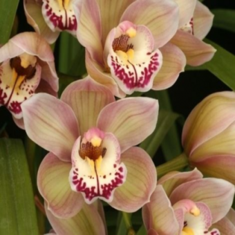 ������� ��������� ���������,&amp;#34;������&amp;#34;